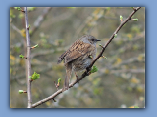 Dunnock - Prunella modularis. In Hetton Park on 10th April 2020.jpg